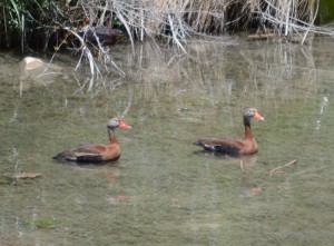 Whistling Duck  
